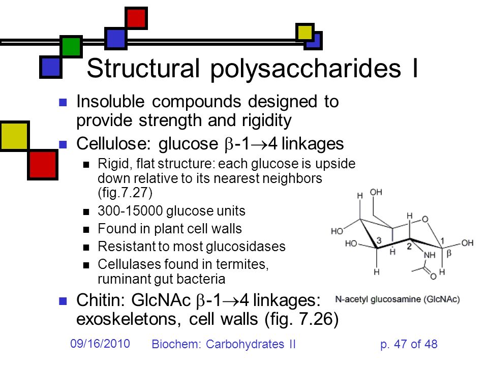 Understanding Your Nutrition: What Are Polysaccharides?